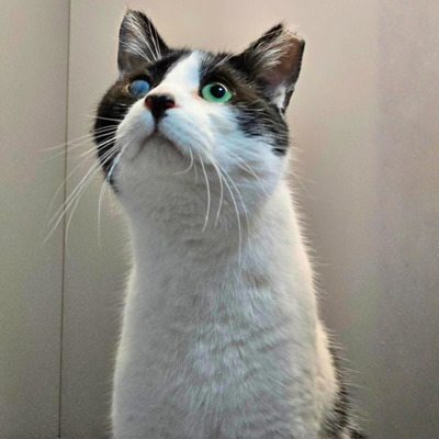 Kuschelkater Barney wartet auf Post von Dir, EKH - Kater