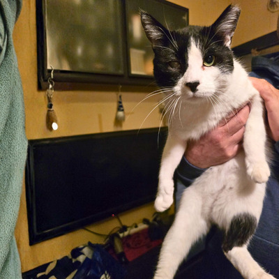 Kuschelkater Barney wartet auf Post von Dir, EKH - Kater