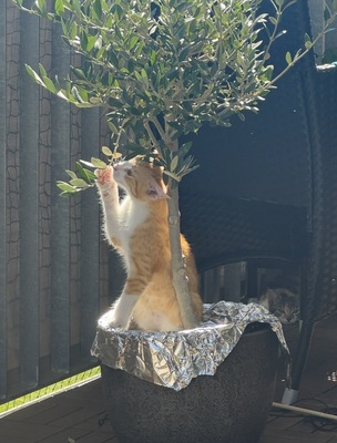 Kyo - ❤️ Liebevolles Zuhause für jungen, verschmusten Kater gesucht, 1 Kater - Kater