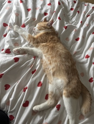 Kyo - ❤️ Liebevolles Zuhause für jungen, verschmusten Kater gesucht, 1 Kater - Kater