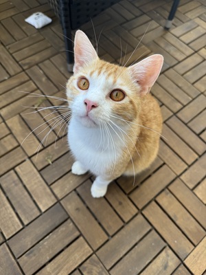 Kyo - ❤️ Liebevolles Zuhause für jungen, verschmusten Kater gesucht, 1 Kater - Kater