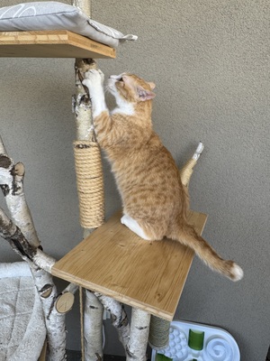 Kyo - ❤️ Liebevolles Zuhause für jungen, verschmusten Kater gesucht, 1 Kater - Kater