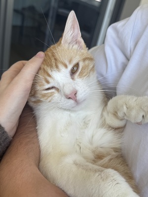 Kyo - ❤️ Liebevolles Zuhause für jungen, verschmusten Kater gesucht, 1 Kater - Kater