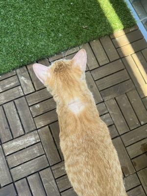 Kyo - ❤️ Liebevolles Zuhause für jungen, verschmusten Kater gesucht, 1 Kater - Kater