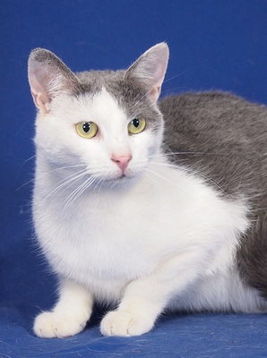 LAYLA - R E S E R V I E R T !!!!! freundlich, verspielt, neugierig, klettert gern, nur als Zweitkatze, zunächst sehr ängstlich und scheu, Mischling - Katze