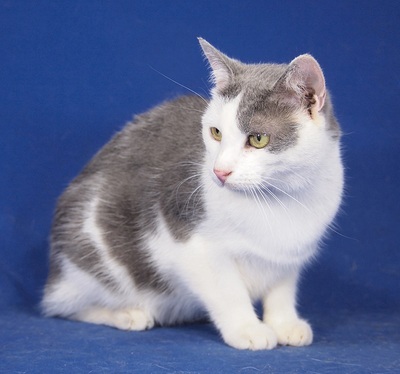 LAYLA - sehr freundlich und verspielt, neugierig, verschmust, anhänglich, hundeverträglich, Mischling - Katze