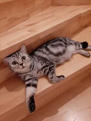 LEO, BKH Jungtier - Katze