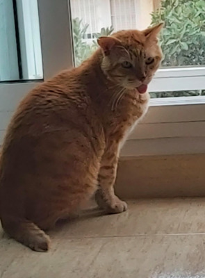 LEO Pechvogel bei München - Kater