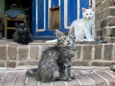 LION, NINI & ENOKI, Mischlinge Jungtier - Kater 1