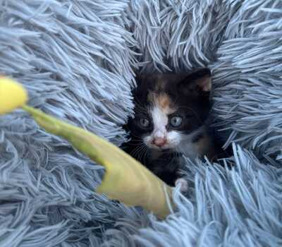 LITTLE LOVE