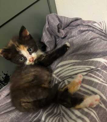 LITTLE LOVE, Gewöhnliche Katze Jungtier - Kater