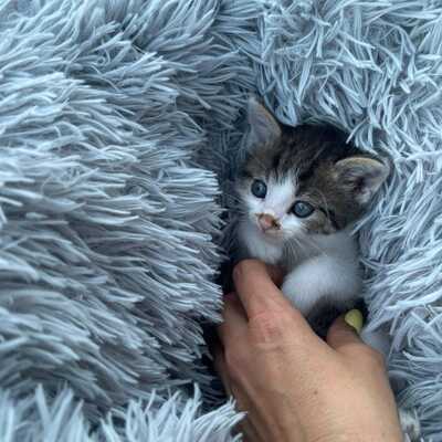 LITTLE LOVE, Gewöhnliche Katze Jungtier - Kater