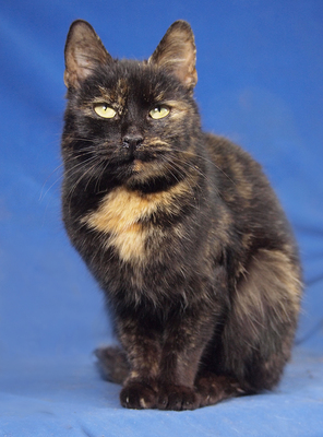 LOLA - R E S E R V I E R T !!!!! sehr lieb und anhänglich, verspielt, interessiert, hundeverträglich, Mischling - Katze