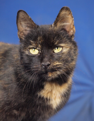 LOLA - R E S E R V I E R T !!!!! sehr lieb und anhänglich, verspielt, interessiert, hundeverträglich, Mischling - Katze