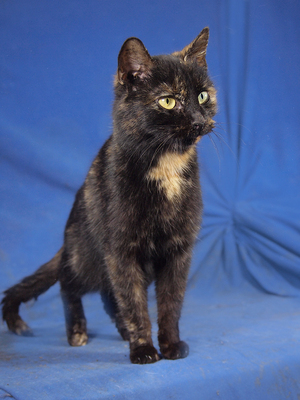 LOLA - R E S E R V I E R T !!!!! sehr lieb und anhänglich, verspielt, interessiert, hundeverträglich, Mischling - Katze