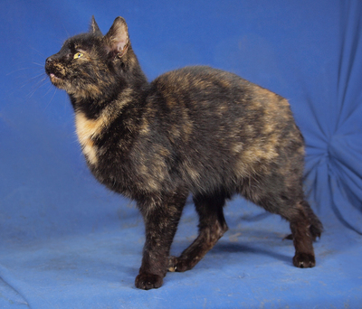 LOLA - R E S E R V I E R T !!!!! sehr lieb und anhänglich, verspielt, interessiert, hundeverträglich, Mischling - Katze