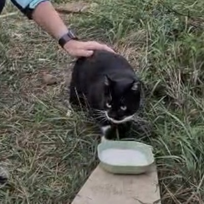 LUNA, EKH Jungtier - Katze