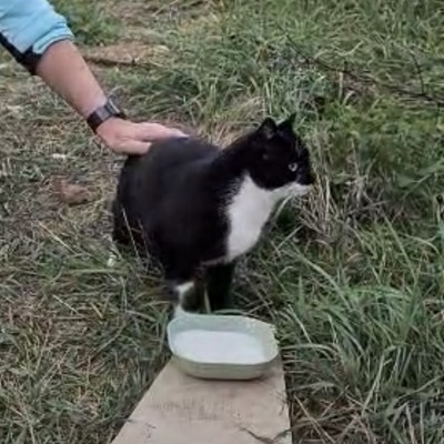 LUNA, EKH Jungtier - Katze
