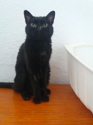 Lackritzschnecke Pepi (ALO) - Katze