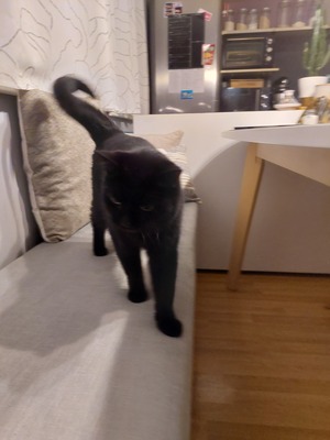 Lady marien, Hauskatze - Katze