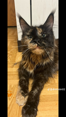 Lamia, Maine-Coon - Katze 1