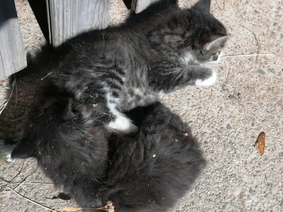 Langhaarkätzchen - Katze