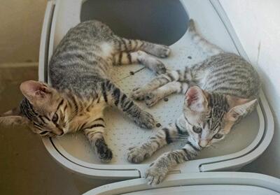 Lara und Paul, Mischling - Katze
