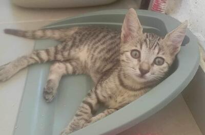 Lara und Paul, Mischling - Katze