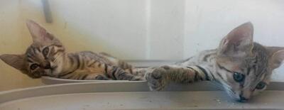Lara und Paul, Mischling - Katze