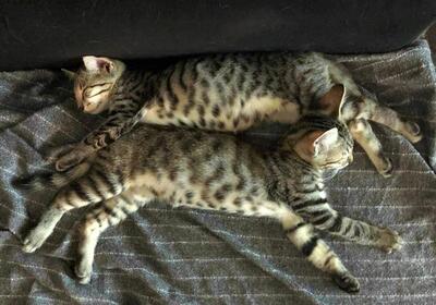 Lara und Paul, Mischling - Katze