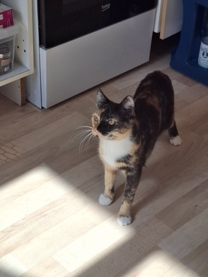 Laura, Schildpatt - Katze