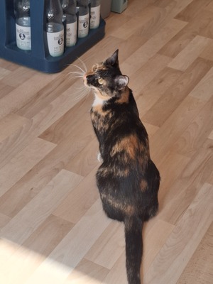 Laura, Schildpatt - Katze