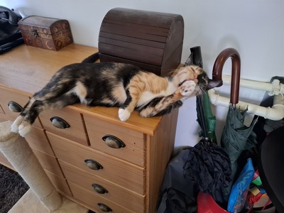 Laura, Schildpatt - Katze