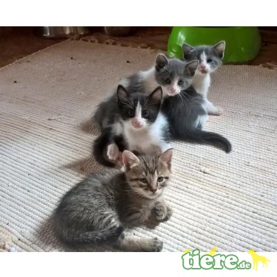 Lea, Niedliches Kitten sucht fürsorgliche Familie - Katze 2