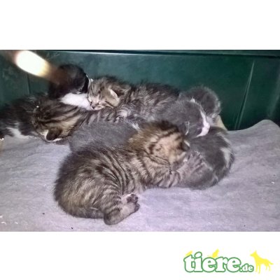 Lea, Niedliches Kitten sucht fürsorgliche Familie - Katze 3