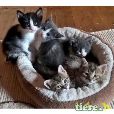 Lea, Niedliches Kitten sucht fürsorgliche Familie - Katze 4