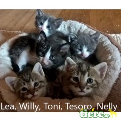 Lea, Niedliches Kitten sucht fürsorgliche Familie - Katze 5
