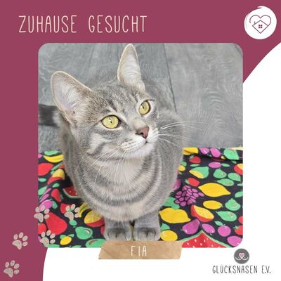 Lebensfrohes Kätzchen Fia wartet auf Post