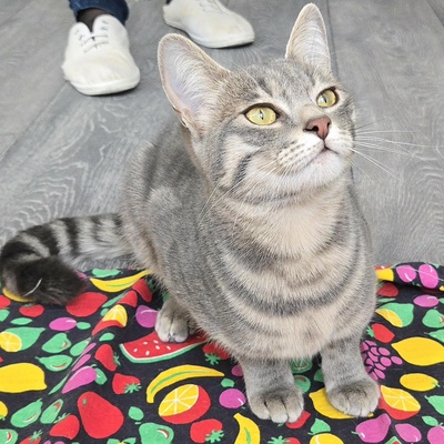 Lebensfrohes Kätzchen Fia wartet auf Post, EKH Jungtier - Katze