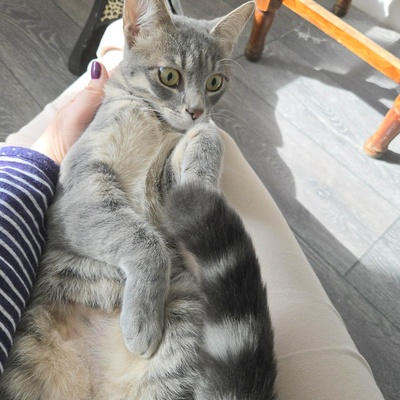 Lebensfrohes Kätzchen Fia wartet auf Post, EKH Jungtier - Katze