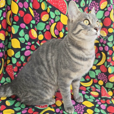 Lebensfrohes Kätzchen Fia wartet auf Post, EKH Jungtier - Katze