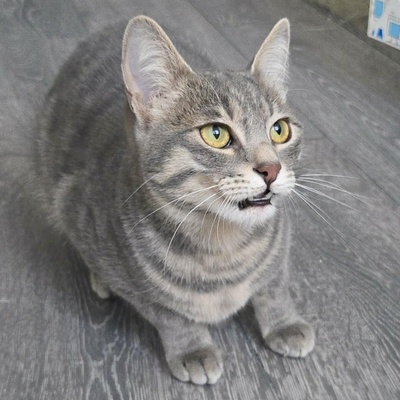 Lebensfrohes Kätzchen Fia wartet auf Post, EKH Jungtier - Katze