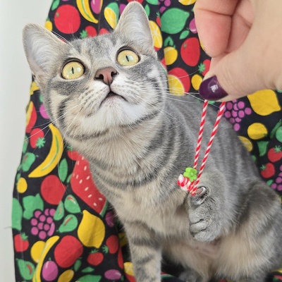 Lebensfrohes Kätzchen Fia wartet auf Post, EKH Jungtier - Katze