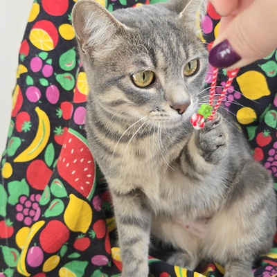 Lebensfrohes Kätzchen Fia wartet auf Post, EKH Jungtier - Katze