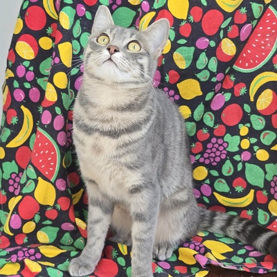 Lebensfrohes Kätzchen Fia wartet auf Post, EKH Jungtier - Katze