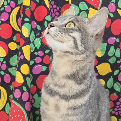 Lebensfrohes Kätzchen Fia wartet auf Post, EKH Jungtier - Katze