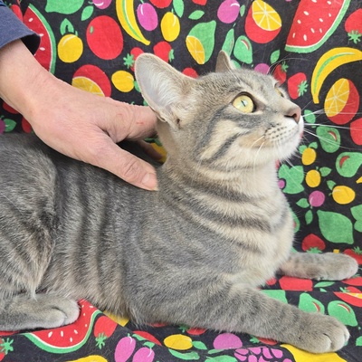 Lebensfrohes Kätzchen Fia wartet auf Post, EKH Jungtier - Katze