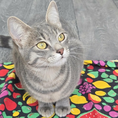 Lebensfrohes Kätzchen Fia wartet auf Post, EKH Jungtier - Katze