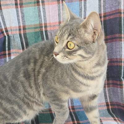 Lebensfrohes Kätzchen Fia wartet auf Post, EKH Jungtier - Katze