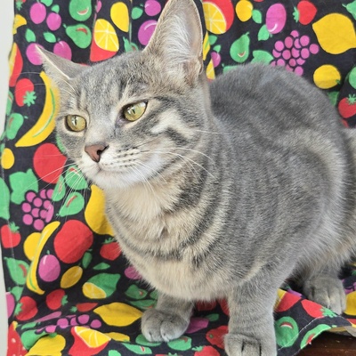 Lebensfrohes Kätzchen Fia wartet auf Post, EKH Jungtier - Katze